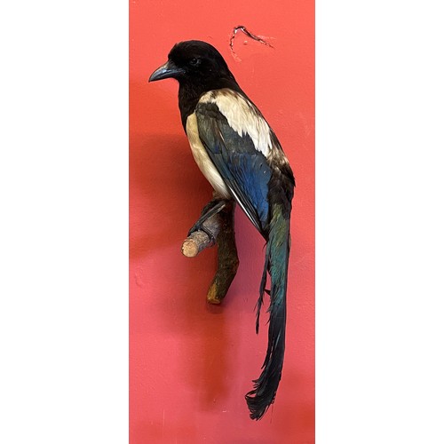 284 - Taxidermy Magpie