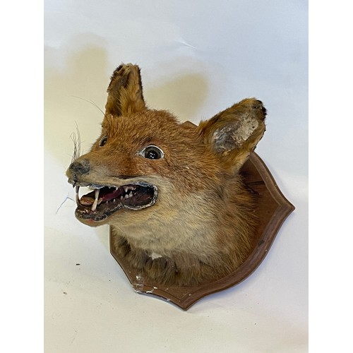 285 - Taxidermy Fox Head On Shield Back