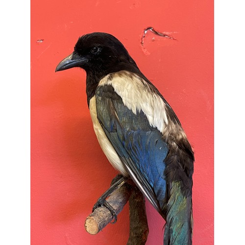 284 - Taxidermy Magpie