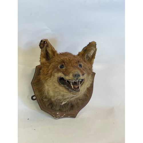 285 - Taxidermy Fox Head On Shield Back