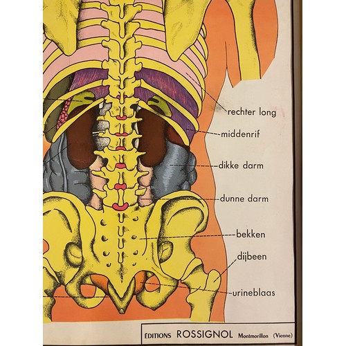 246 - Large Collection of Reversible Vintage European Rossignol Biology and Human Body Anatomy Educational... 