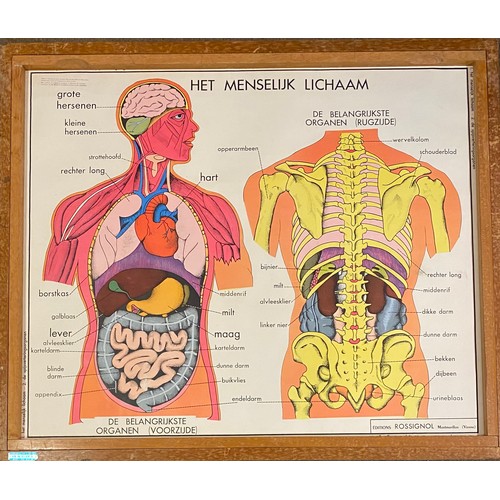 246 - Large Collection of Reversible Vintage European Rossignol Biology and Human Body Anatomy Educational... 