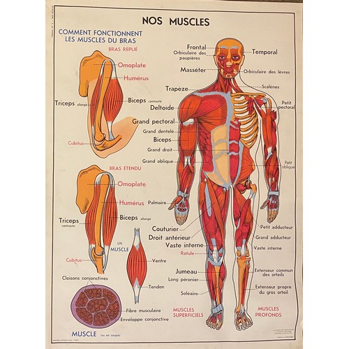 246 - Large Collection of Reversible Vintage European Rossignol Biology and Human Body Anatomy Educational... 