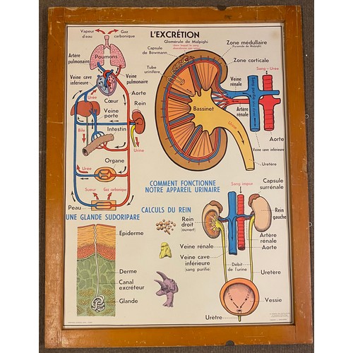 246 - Large Collection of Reversible Vintage European Rossignol Biology and Human Body Anatomy Educational... 