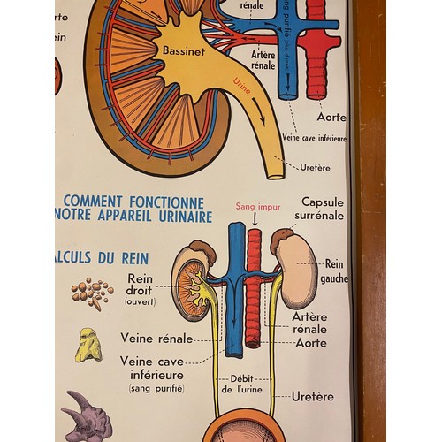 246 - Large Collection of Reversible Vintage European Rossignol Biology and Human Body Anatomy Educational... 