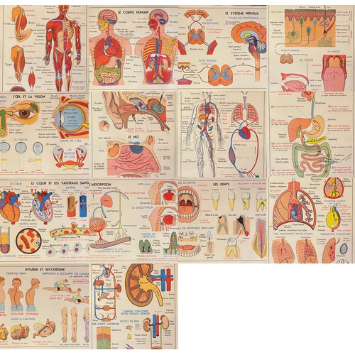 246 - Large Collection of Reversible Vintage European Rossignol Biology and Human Body Anatomy Educational... 