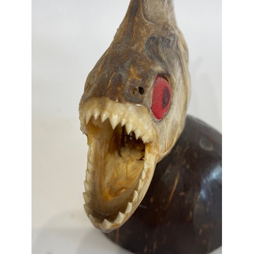 Vintage Taxidermy Piranha Fish Model on Mount. 21cm Length
