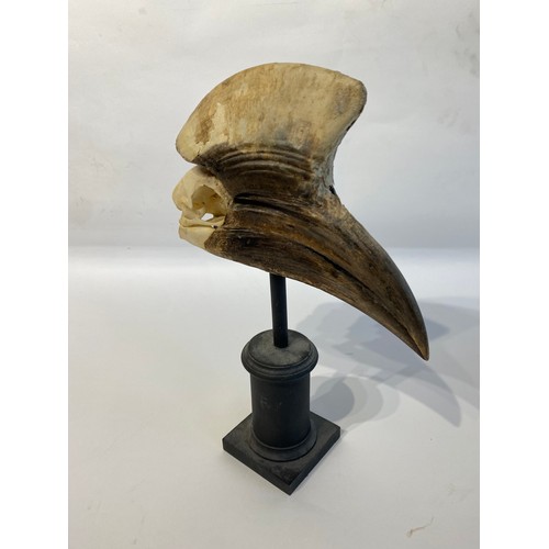 2 - Antique Mounted Yellow Casque  Hornbill 32cm x 19.5cxm