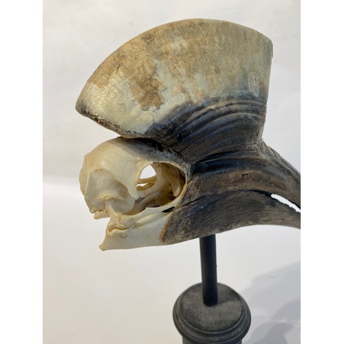 2 - Antique Mounted Yellow Casque  Hornbill 32cm x 19.5cxm