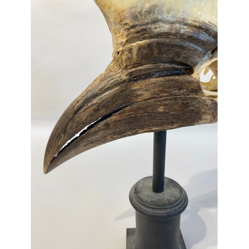 2 - Antique Mounted Yellow Casque  Hornbill 32cm x 19.5cxm