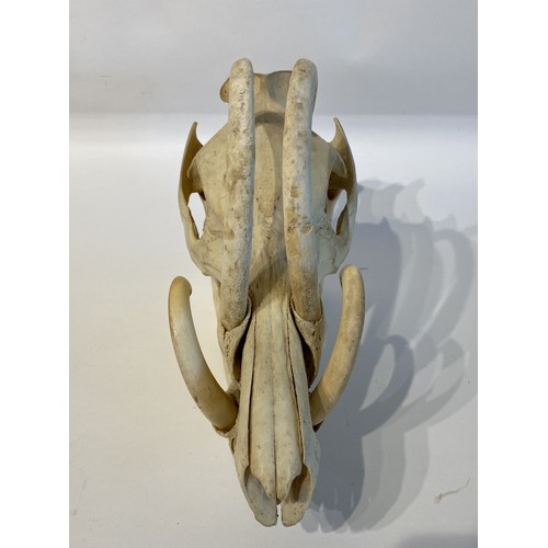 3 - Vintage Taxidermy Babirusa Babyrousa babyrussa Pig Skull Appendix l (Exempt) 29cm x 21cm