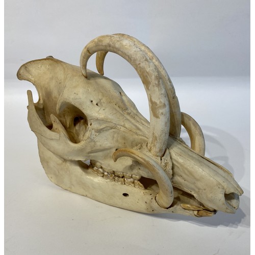 3 - Vintage Taxidermy Babirusa Babyrousa babyrussa Pig Skull Appendix l (Exempt) 29cm x 21cm