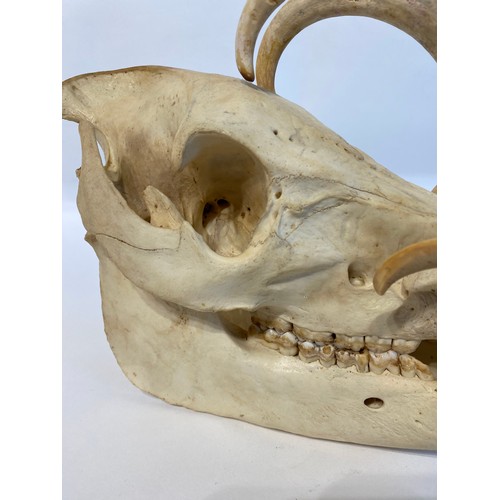 3 - Vintage Taxidermy Babirusa Babyrousa babyrussa Pig Skull Appendix l (Exempt) 29cm x 21cm