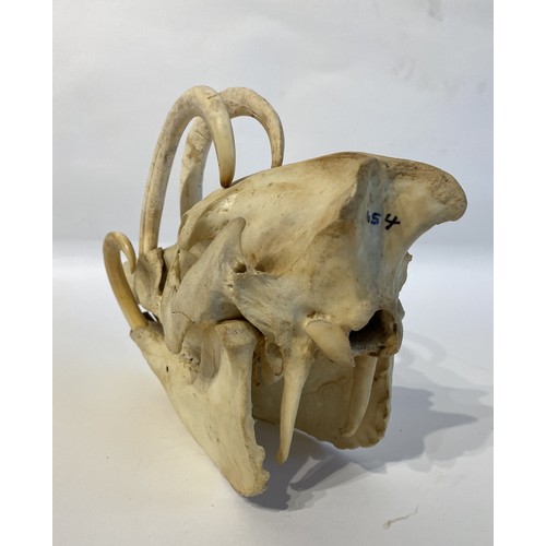 3 - Vintage Taxidermy Babirusa Babyrousa babyrussa Pig Skull Appendix l (Exempt) 29cm x 21cm