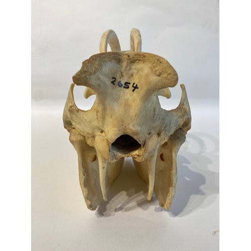 3 - Vintage Taxidermy Babirusa Babyrousa babyrussa Pig Skull Appendix l (Exempt) 29cm x 21cm