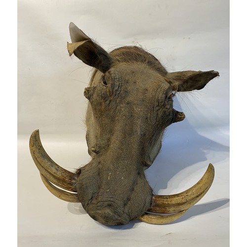 4 - Good Mounted Taxidermy Warthog Mount 53cm x 41cm x 40cm