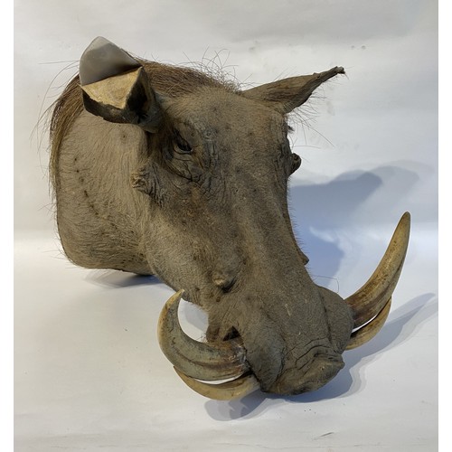 4 - Good Mounted Taxidermy Warthog Mount 53cm x 41cm x 40cm