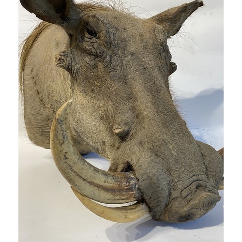 4 - Good Mounted Taxidermy Warthog Mount 53cm x 41cm x 40cm