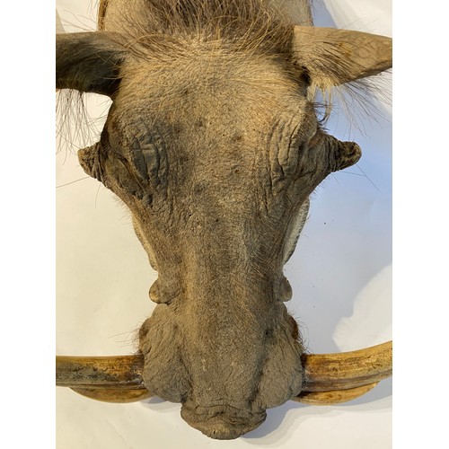 4 - Good Mounted Taxidermy Warthog Mount 53cm x 41cm x 40cm