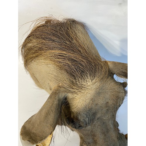 4 - Good Mounted Taxidermy Warthog Mount 53cm x 41cm x 40cm