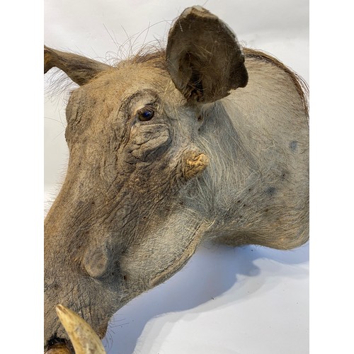 4 - Good Mounted Taxidermy Warthog Mount 53cm x 41cm x 40cm