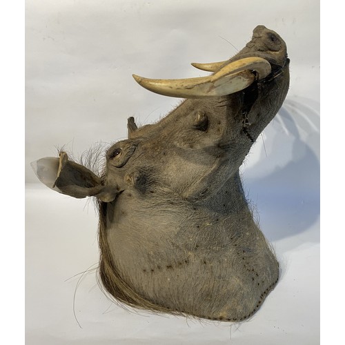 4 - Good Mounted Taxidermy Warthog Mount 53cm x 41cm x 40cm