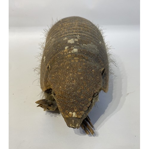 5 - Taxidermy Hairy  Armadillo Mount 46cm x 14cm x 13.5cm