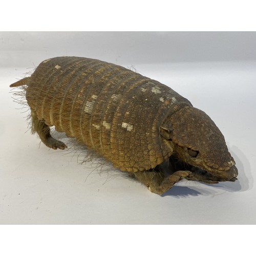 5 - Taxidermy Hairy  Armadillo Mount 46cm x 14cm x 13.5cm