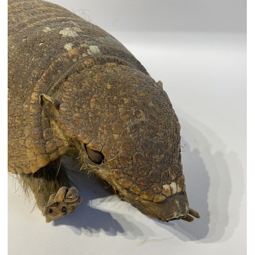 5 - Taxidermy Hairy  Armadillo Mount 46cm x 14cm x 13.5cm