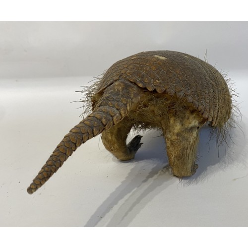 5 - Taxidermy Hairy  Armadillo Mount 46cm x 14cm x 13.5cm