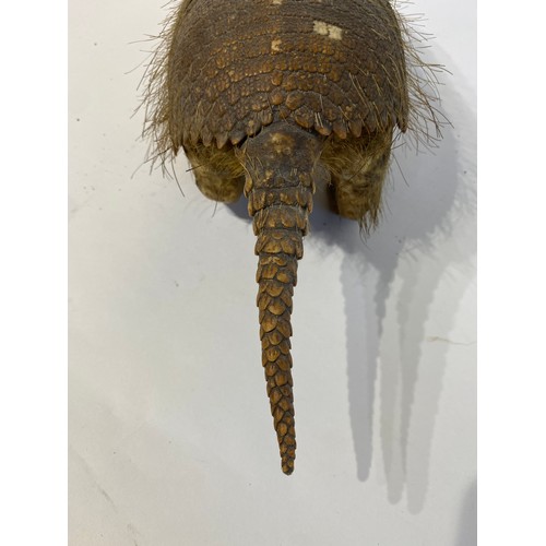 5 - Taxidermy Hairy  Armadillo Mount 46cm x 14cm x 13.5cm