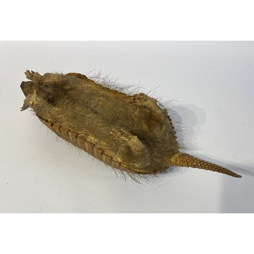 5 - Taxidermy Hairy  Armadillo Mount 46cm x 14cm x 13.5cm