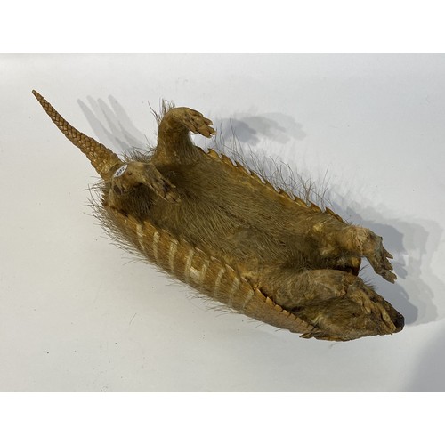 5 - Taxidermy Hairy  Armadillo Mount 46cm x 14cm x 13.5cm