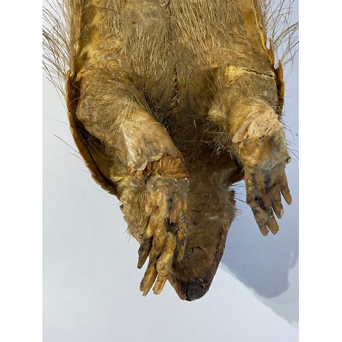 5 - Taxidermy Hairy  Armadillo Mount 46cm x 14cm x 13.5cm