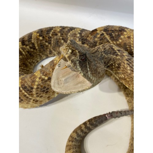 6 - Taxidermy Western Diamond Back Rattlesnake Circa 50cm x 35cm x 26cm