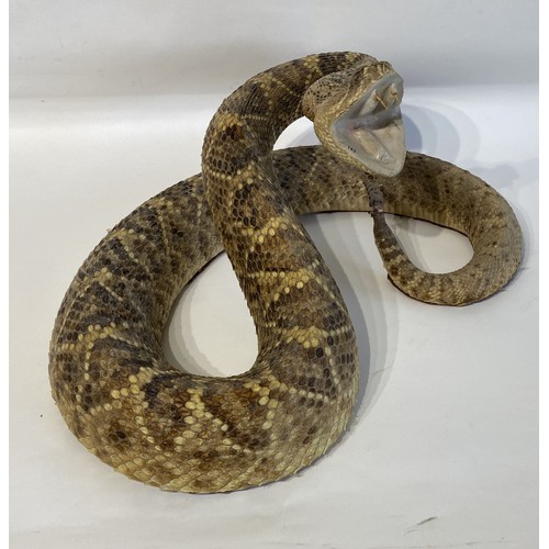 6 - Taxidermy Western Diamond Back Rattlesnake Circa 50cm x 35cm x 26cm