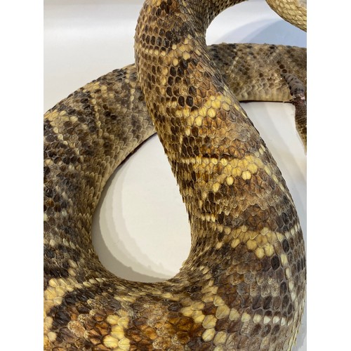 6 - Taxidermy Western Diamond Back Rattlesnake Circa 50cm x 35cm x 26cm