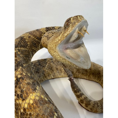 6 - Taxidermy Western Diamond Back Rattlesnake Circa 50cm x 35cm x 26cm