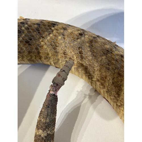 6 - Taxidermy Western Diamond Back Rattlesnake Circa 50cm x 35cm x 26cm