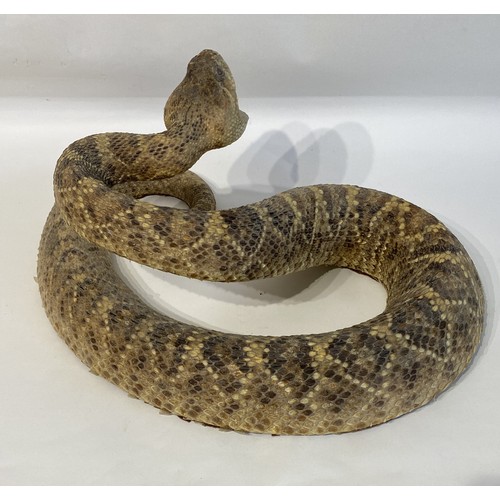 6 - Taxidermy Western Diamond Back Rattlesnake Circa 50cm x 35cm x 26cm