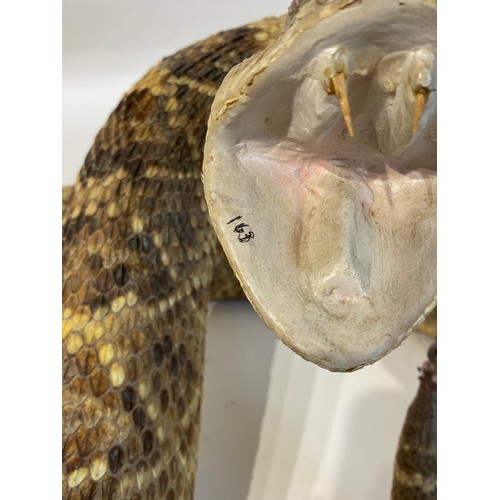 6 - Taxidermy Western Diamond Back Rattlesnake Circa 50cm x 35cm x 26cm