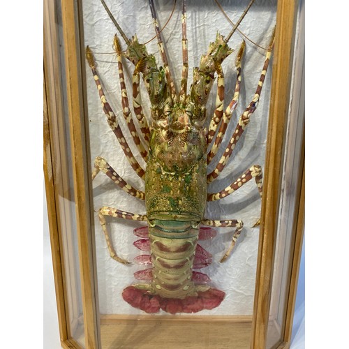 7 - Cased Taxidermy Crayfish 51cm x 30cm x 11cm