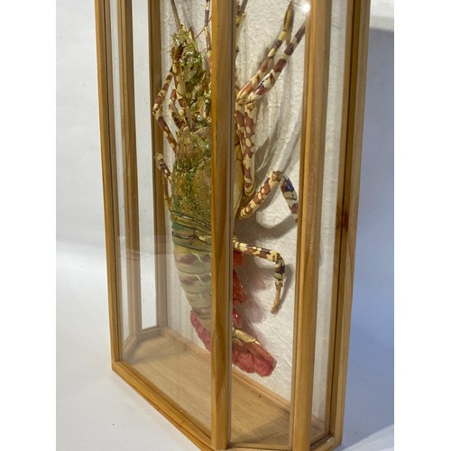 7 - Cased Taxidermy Crayfish 51cm x 30cm x 11cm