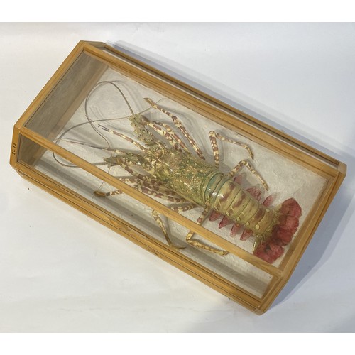 7 - Cased Taxidermy Crayfish 51cm x 30cm x 11cm