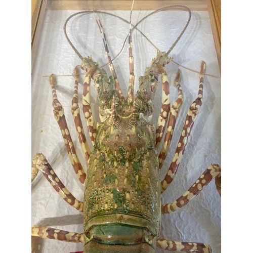 7 - Cased Taxidermy Crayfish 51cm x 30cm x 11cm