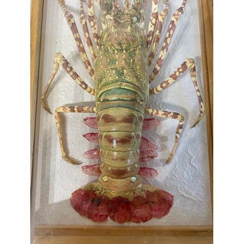 7 - Cased Taxidermy Crayfish 51cm x 30cm x 11cm