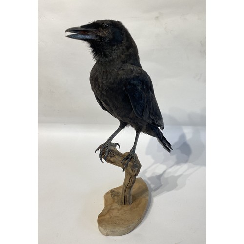 8 - Taxidermy Mounted Crow 41.5cm Height x 29cm Length