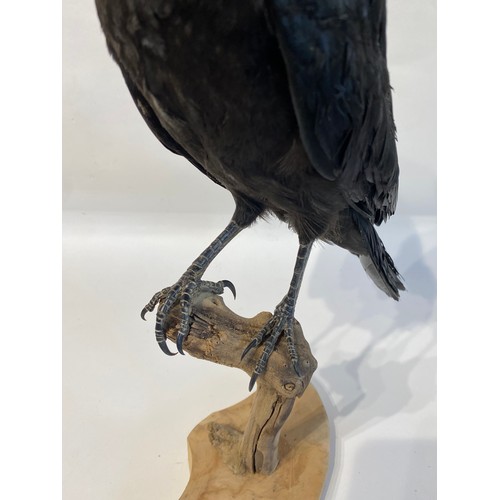 8 - Taxidermy Mounted Crow 41.5cm Height x 29cm Length