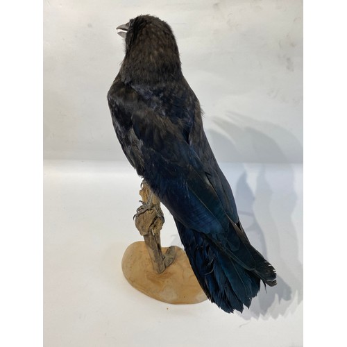 8 - Taxidermy Mounted Crow 41.5cm Height x 29cm Length