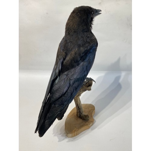 8 - Taxidermy Mounted Crow 41.5cm Height x 29cm Length